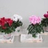 Цикламен Cyclamen Op Dienblad Met Windlichtj Цикламен Cyclamen Op Dienblad Met Windlichtj