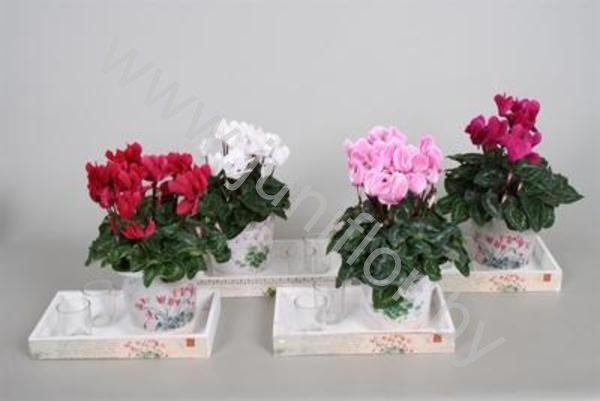 Цикламен      Cyclamen Op Dienblad Met Windlichtj