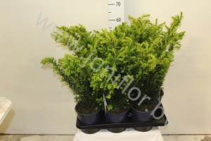 Тис Taxus Densiformis