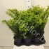 Тис Taxus Densiformis Тис Taxus Densiformis