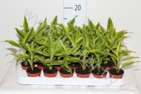 Драцена Dracaena Sanderiana Gold