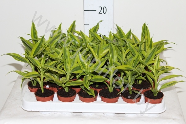 Драцена Dracaena Sanderiana Gold