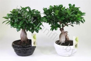 Фикус Ficus Ginseng In Zwart/Wit Keramiek