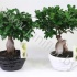 Фикус Ficus Ginseng In Zwart/Wit Keramiek Фикус Ficus Ginseng In Zwart/Wit Keramiek