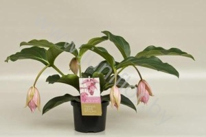 Мединилла Medinella Magnifica 4 knop