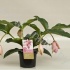 Мединилла Medinella Magnifica 4 knop Мединилла Medinella Magnifica 4 knop