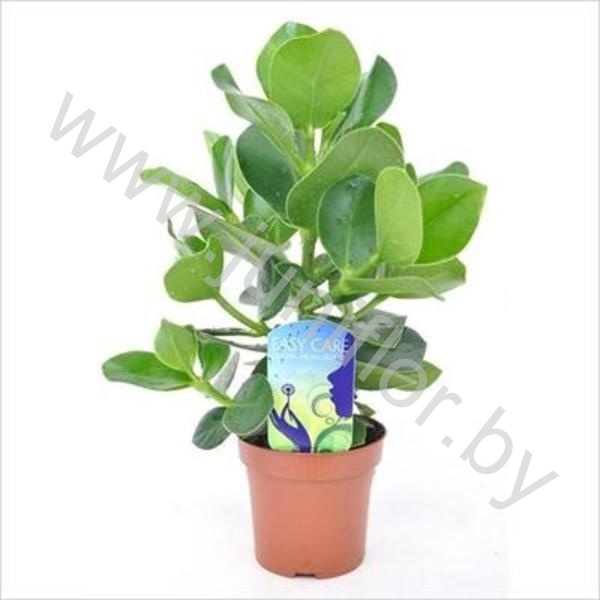 Клузия Clusia Rosea Princess
