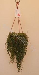 Пеперомия Peperomia Prostrata
