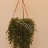 Пеперомия Peperomia Prostrata Пеперомия Peperomia Prostrata