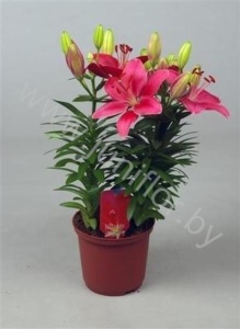 Лилия Lilium Az. Buzzer