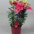 Лилия Lilium Az. Buzzer Лилия Lilium Az. Buzzer