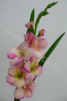Гладиолус Gladioli Pink