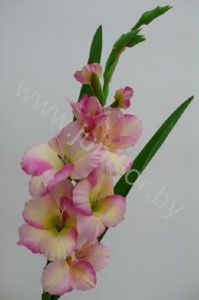 Гладиолус Gladioli Pink