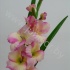 Гладиолус Gladioli Pink Гладиолус Gladioli Pink