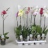 Фаленопсис Phal Mix 1-Stem 9+(Stolk Orchids) Фаленопсис Phal Mix 1-Stem 9+(Stolk Orchids)