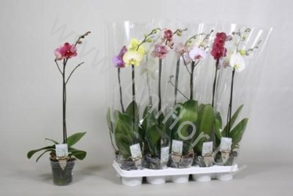 Фаленопсис Phal Mix 1-Stem 9+(Stolk Orchids) Фаленопсис Phal Mix 1-Stem 9+(Stolk Orchids)
