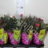 Роза Patio-Hit Gemengd Роза Patio-Hit Gemengd