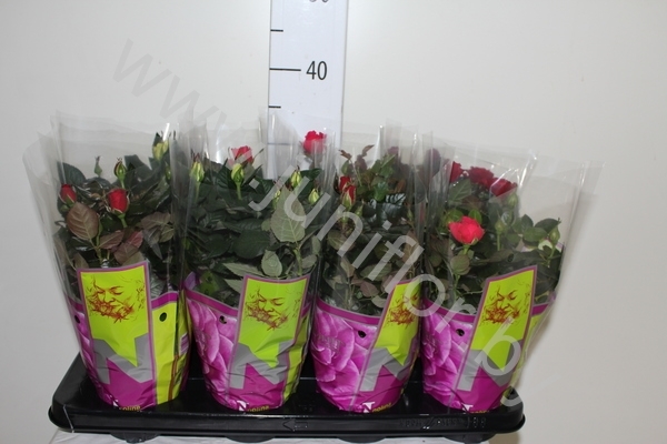 Роза Patio-Hit Gemengd