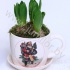 Гиацинт Cup X-mas+12cm Hyacint Гиацинт Cup X-mas+12cm Hyacint