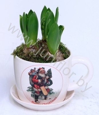 Гиацинт Cup X-mas+12cm Hyacint Гиацинт Cup X-mas+12cm Hyacint
