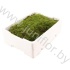 Мох Платмос Gr Moss Platmos Мох Платмос Gr Moss Platmos
