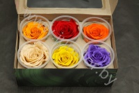 Стабилизированная роза Rose pr GEM01