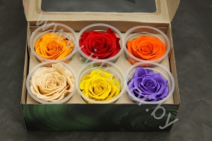 Стабилизированная роза Rose pr GEM01
