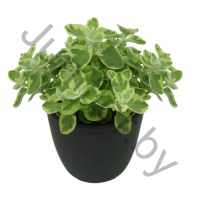 Цмин Helichrysum Lanatum