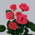 Lovely_Lydia.jpg Роза Lovely Lydia