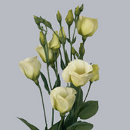 Эустома Piccolo Green