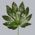 Aralia.jpg Aralia