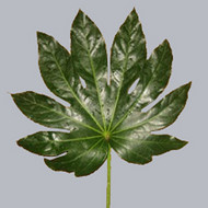 Aralia