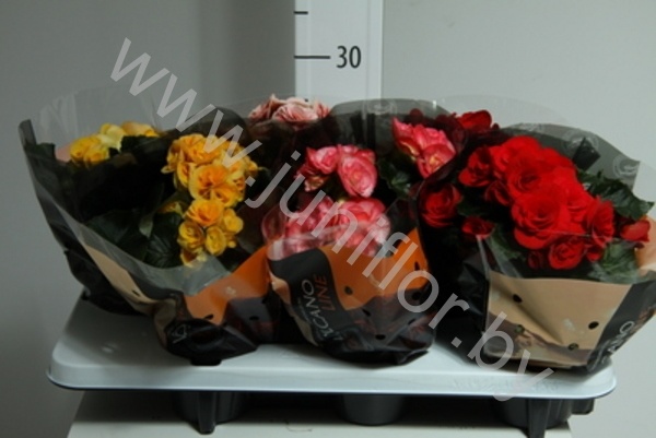 Бегония  Vulcano Mix