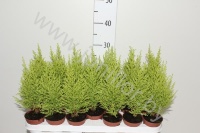 Кипарис Cupressus Goldcrest Wilma