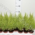 Кипарис Cupressus Goldcrest Wilma Кипарис Cupressus Goldcrest Wilma
