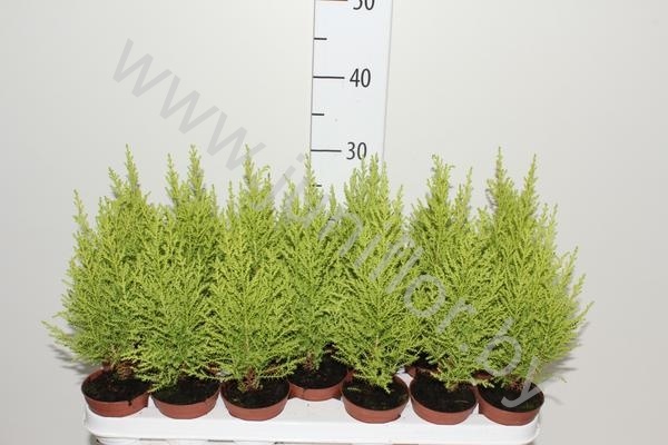 Кипарис Cupressus Goldcrest Wilma