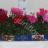 Цикламен Cyclamen Patio (Bergcamp) Цикламен Cyclamen Patio (Bergcamp)