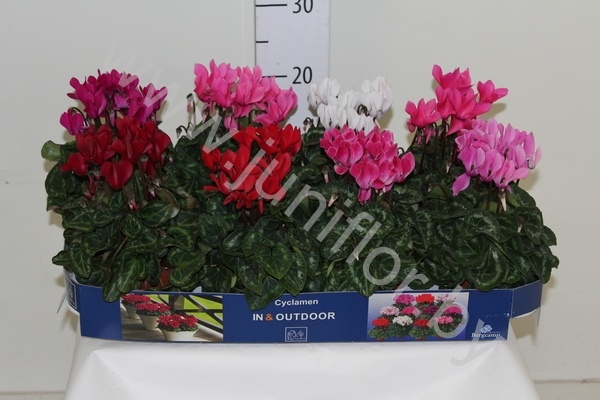 Цикламен Cyclamen Patio (Bergcamp)