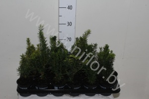 Тис Taxus Gemengd