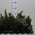 Тис Taxus Gemengd Тис Taxus Gemengd