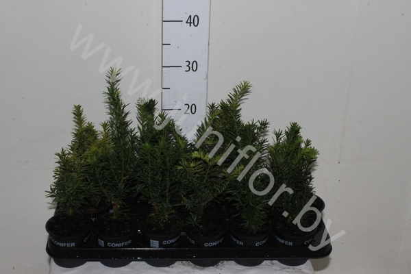 Тис Taxus Gemengd