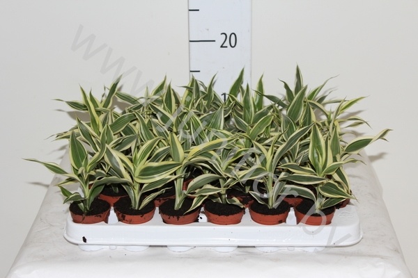 Драцена Dracaena Sanderiana Драцена Dracaena Sanderiana