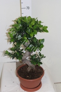 Фикус Ficus Ginseng S-shape