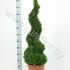Самшит Buxus Sempervivum Spiraal (Vd Salm) Самшит Buxus Sempervivum Spiraal (Vd Salm)