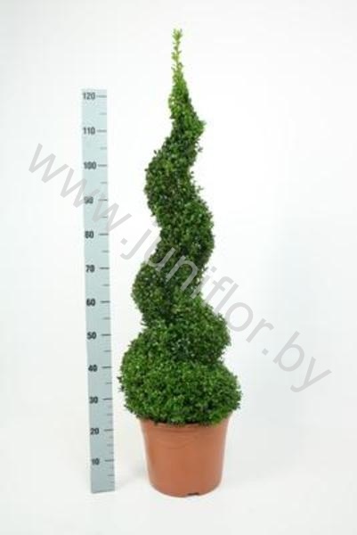 Самшит Buxus Sempervivum Spiraal (Vd Salm) Самшит Buxus Sempervivum Spiraal (Vd Salm)