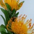 Леукоспермум Leucispermum