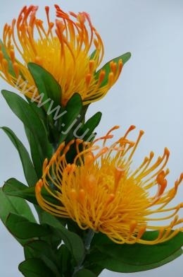 Леукоспермум Leucispermum