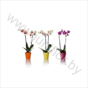 Фаленопсис Phal Mix 2 Tak Anna Gloss Keramiek