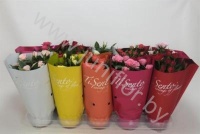 Роза Tisento Gem. In EleganceHoes