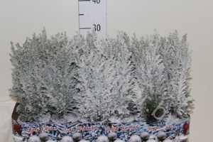 Кипарис Cham.Sneeuw SNOW